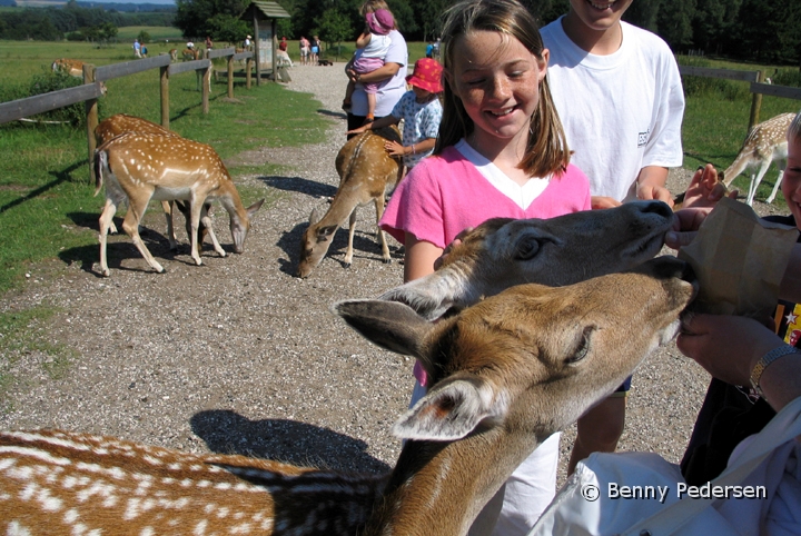 Skandinavisk Dyrepark Djursland.jpg - Skandinavisk Dyrepark Djursland